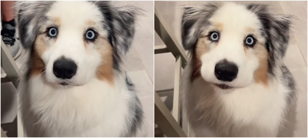 Vlasnica pokazala kako njen pas izgleda svaki put kad je vidi da nešto jede