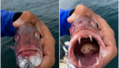 Pogledajte prvi put zabilježenu fotografiju parazita koji pojede jezik domaćina i nastani se u ustima