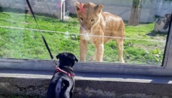 Da li su lavovi u Zoo vrtu Sarajevo zapušteni i neuhranjeni?