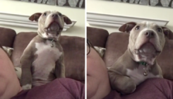 Snimao reakciju šteneta pit bulla dok gleda horor