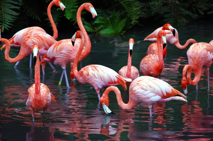 Znate li zašto su flamingosi ružičasti i zašto često stoje samo na jednoj nozi?