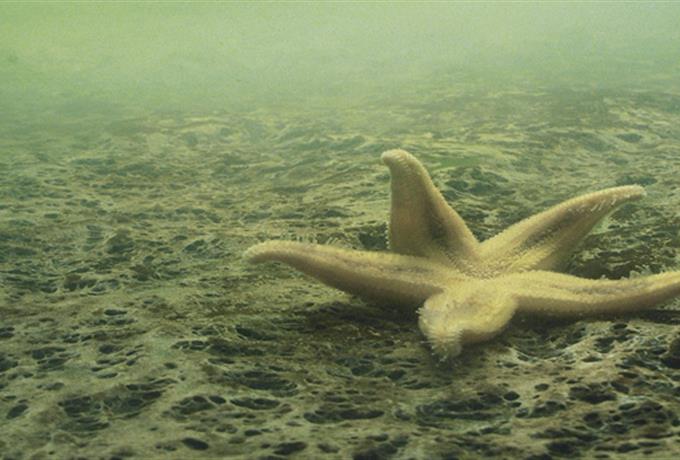 Naučnici zabrinuti zbog razvoja "mrtvih zona" u Tihom oceanu