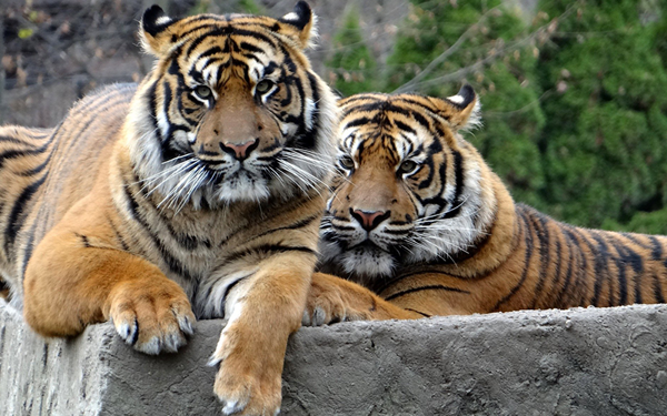 Sumatranski tigrovi iz zoološkog vrta u Jakarti oporavili se od koronavirusa, nije jasno kako su se zarazili