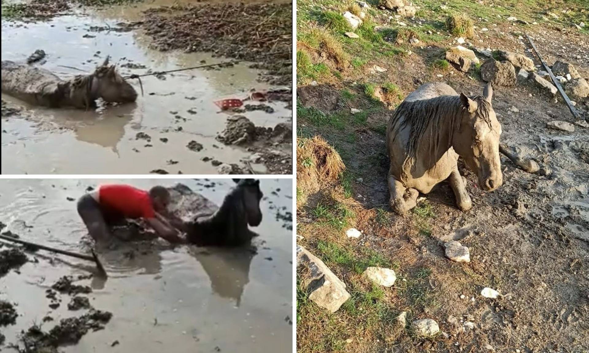 Iz blata kod Livna spasili ždrebicu: 'Bio je s njom u mulju dva sata dok je nije izvukao...'