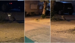 Tuzla: U večernjim satima lisica se prošetala naseljem Batva