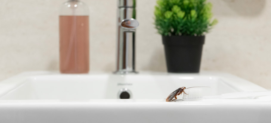 Ova loša navika u kupatilu može dovesti do nakupljanja insekata