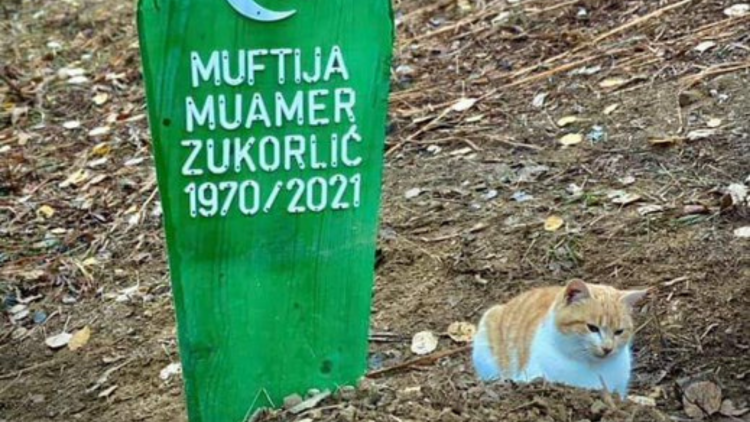 Mačak preminulog muftije Zukorlića ne odvaja se njegovog mezara ni po najvećoj kiši