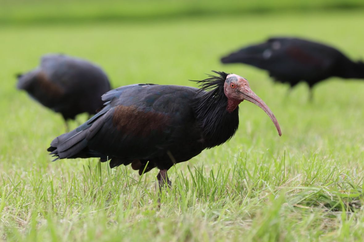 Ćelavi ibis iz Bosne i Hercegovine odletio malo do Crne Gore: Cijelu noć su ga štitili