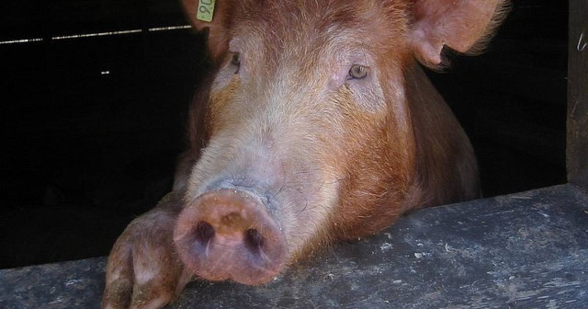 Priča svinje koja se spasila na putu do klaonice postala je viralna