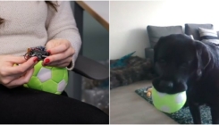 Novi izumi: Psi će moći uputiti video poziv vlasniku protresanjem DogPhone uređaja