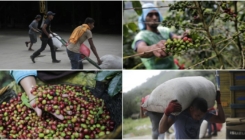 U toku berba kafe u Hondurasu, angažovano 500.000 radnika