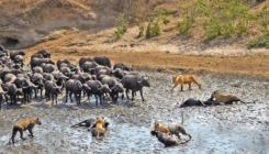 Turisti snimili scenu lova u afričkom safari parku: Pogledajte moćan sukob bivola i lavova