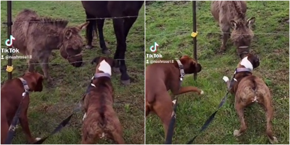 Urnebesan video: Psa stresla struja kad je dodirnuo električnu žicu, magarac "umro od smijeha"