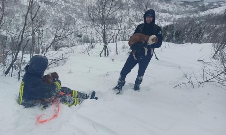 Vatrogasci spasili izgubljene lovačke pse s Dinare