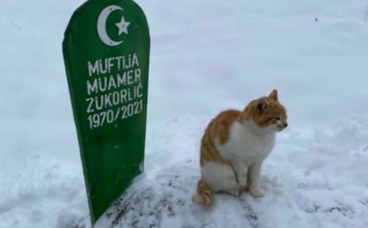 Mačak muftije Zukorlića i dalje na mezaru svog preminulog vlasnika