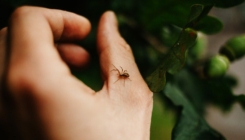 Izbjegavajte nošenje odjeće ove boje ako imate strah od pauka