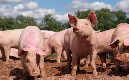 Prijetnja za one koji se bave svinjogojstvom: Novi slučajevi afričke svinjske kuge u Hercegovini