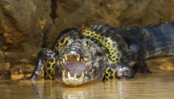 Krokodil protiv anakonde: Ko pobjeđuje u ovoj borbi dva moćna reptila?