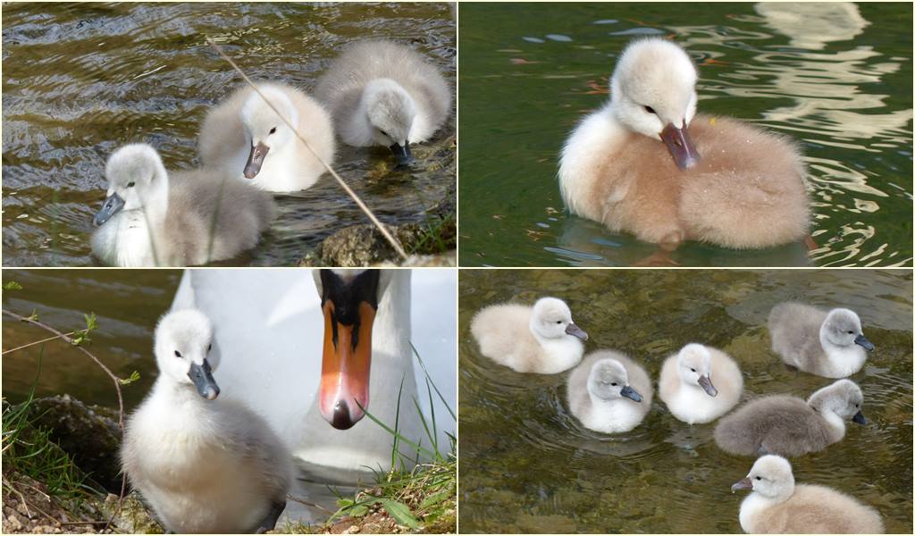 Prve bebe labuda na Vrelu Bosne, rođene prije tri dana