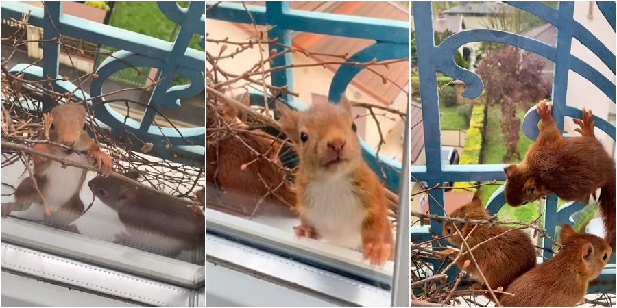 Vjeverica izgradila gnijezdo ispred prozora i tu na svijet donijela svoje bebe