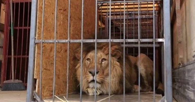 Ostali u zoološkom vrtu u Harkivu hraniti životinje, Rusi ih ubili