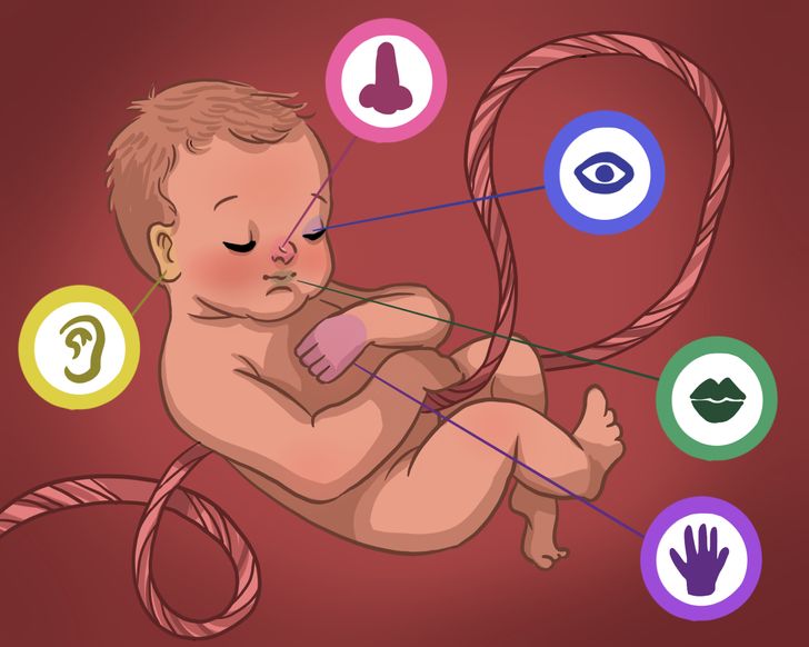Znate li šta sve bebe nauče dok su još u majčinoj utrobi?