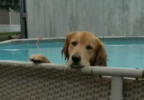 Pas je uskočio u bazen, a kad ga je vlasnica prekorila reagovao je - urnebesno!