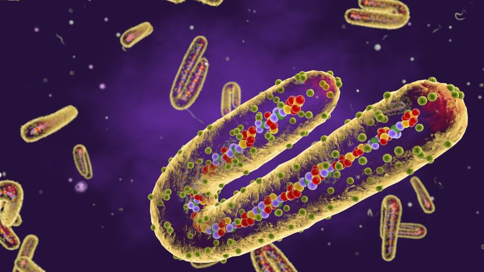 Šta je Marburg virus i kako se može izbjeći?