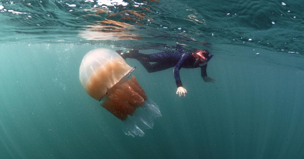 Objavljena nova karta rasprostranjenosti meduza u Jadranu: ‘Dobili smo dojavu o dvije dodatne vrste‘
