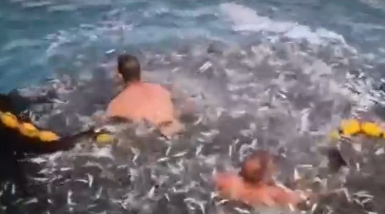 Riječki ribari spasili dupina koji se zapleo u mrežu, pogledajte snimku