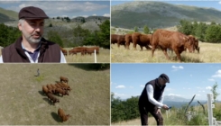 Bankar se iz Londona vratio na Bjelašnicu i postao farmer: “Došao sam da radimo”