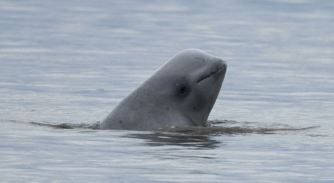 Beluga kit zalutao u francusku rijeku Senu