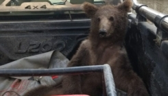 Medvjedica se predozirala medom, pronašli je omamljenu