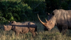 Afrika: Uhapšena grupa osumnjičenih za veliku trgovinu divljim životinjama