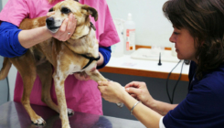 Pas razvio simptome majmunskih boginja nakon što je spavao u krevetu sa svojim vlasnicima