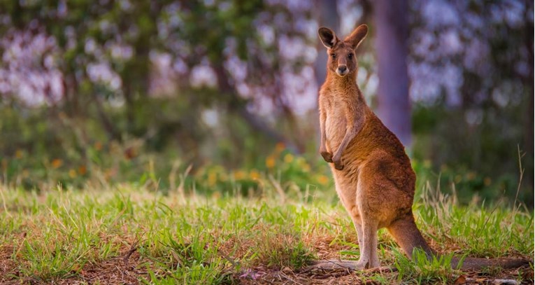 Australca ubio kengur kojeg je držao kao kućnog ljubimca