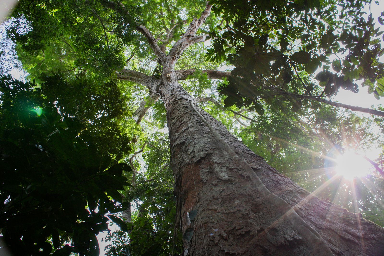 Naučnici napokon stigli do najvišeg stabla u Amazoniji