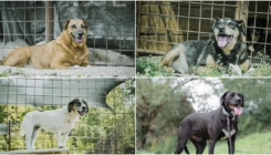 Azil za pse Nirina u Tuzli ponosno slavi 10 godina postojanja