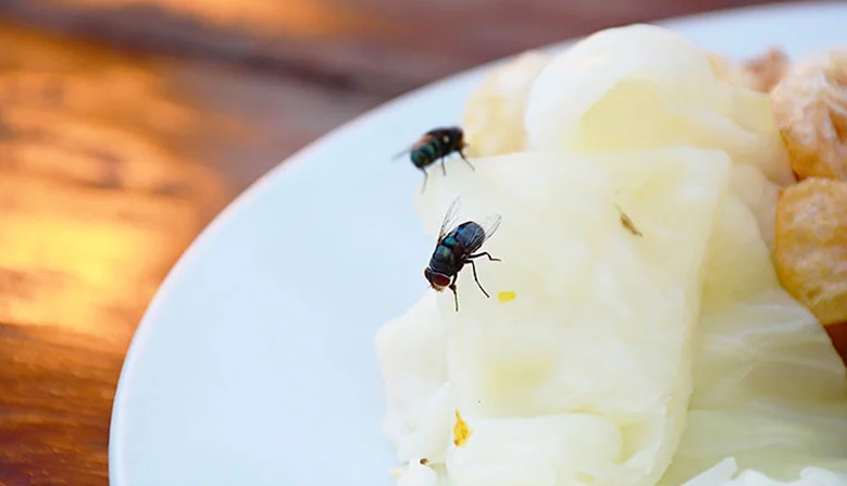 Šta se dogodi s hranom kada na nju sleti muha? Nije uopće bezopasno
