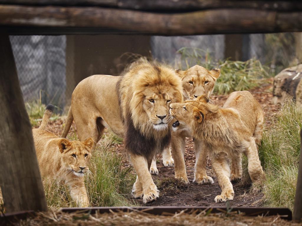 Lavovi pobjegli iz kaveza zoološkog vrta u Australiji