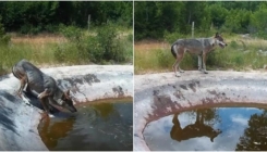 Dosad neviđene zvijeri haraju Dalmacijom, opasnije su od vukova, ima ih i u BiH