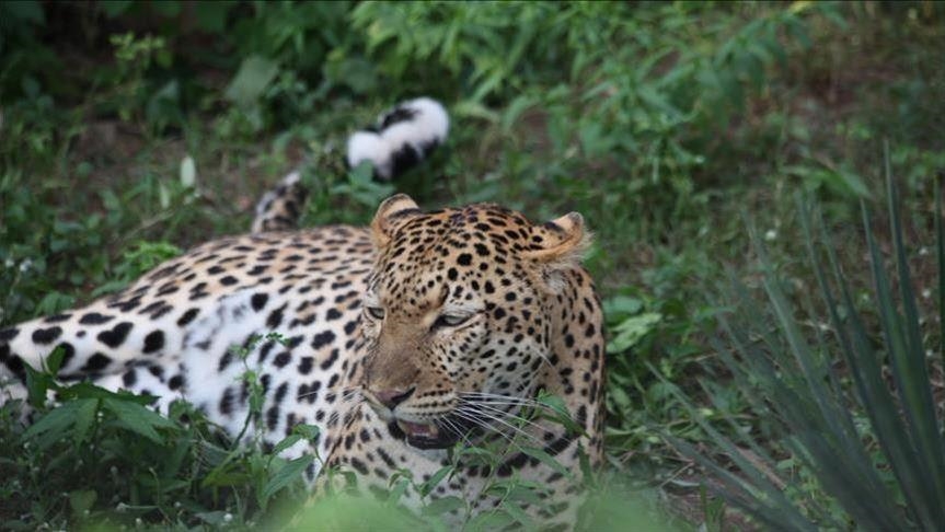 Leopard usmrtio sedmogodišnju djevojčicu u Indiji