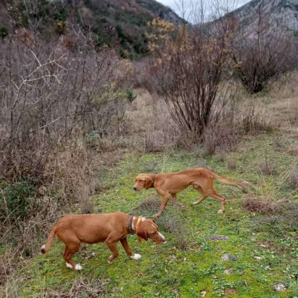 Hercegovačka gorska služba spašavanja spasila pse kod Stoca