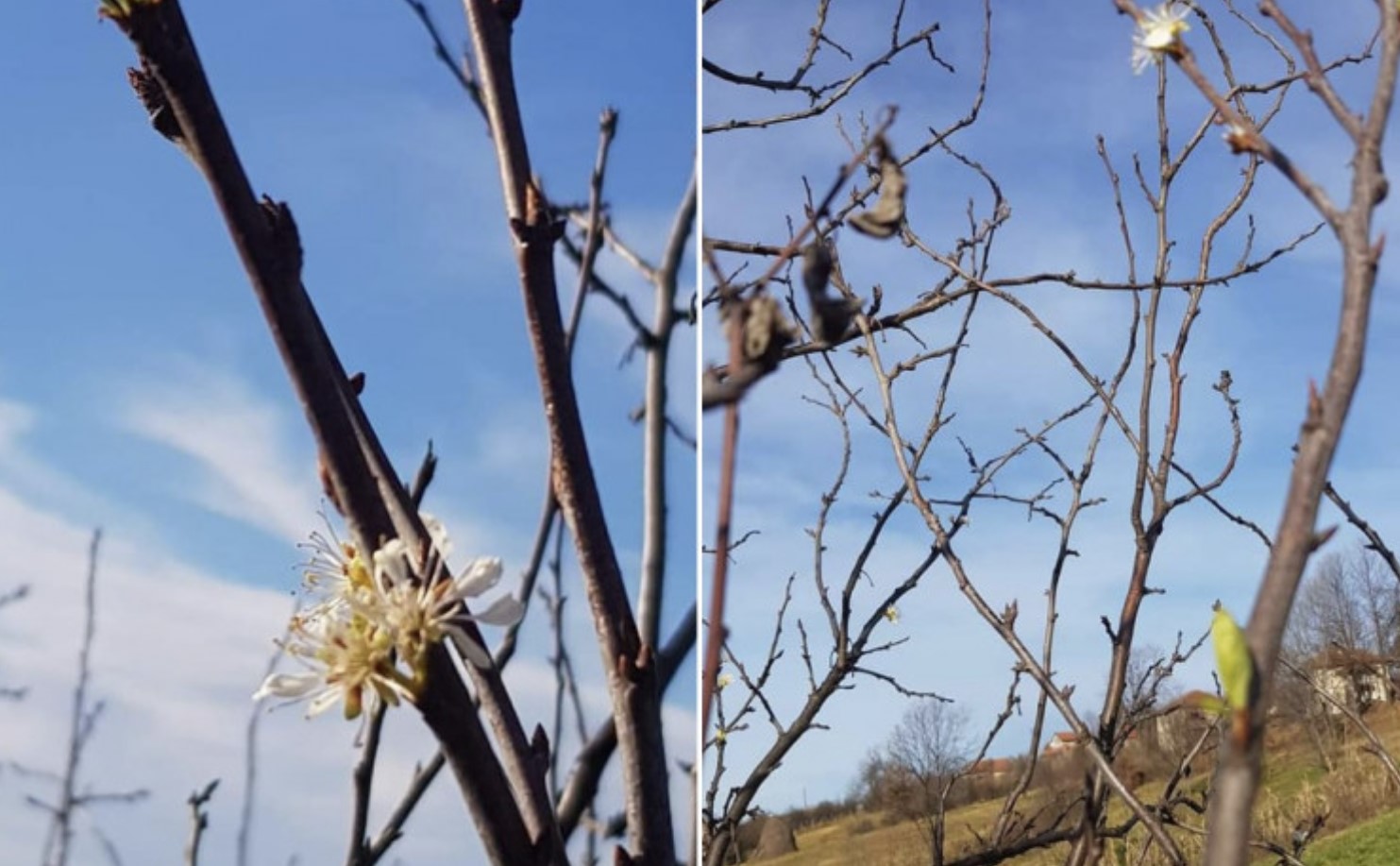 Toplo vrijeme zbunilo prirodu: U Srebreniku probeharala šljiva