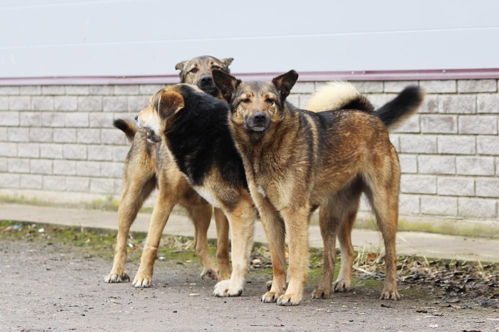 Srbija: Psi lutalice nasmrt izujedali muškarca i povrijedili ženu
