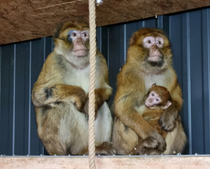Majmuni kod Prijedora pronađeni i vraćeni u zoo vrt