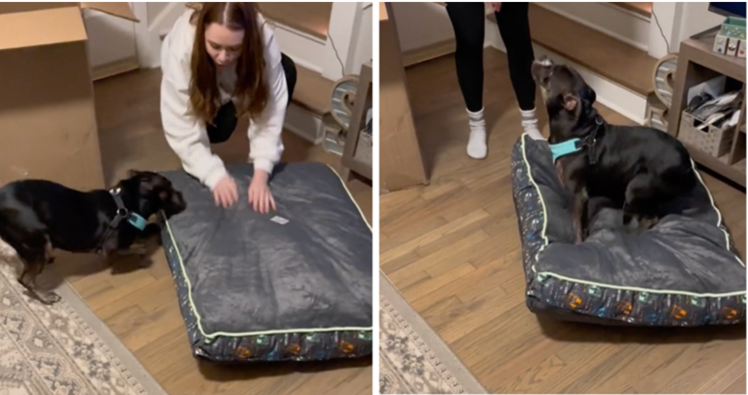 Udomljeni pas dobio je svoj prvi krevet: Njegova reakcija topi srca