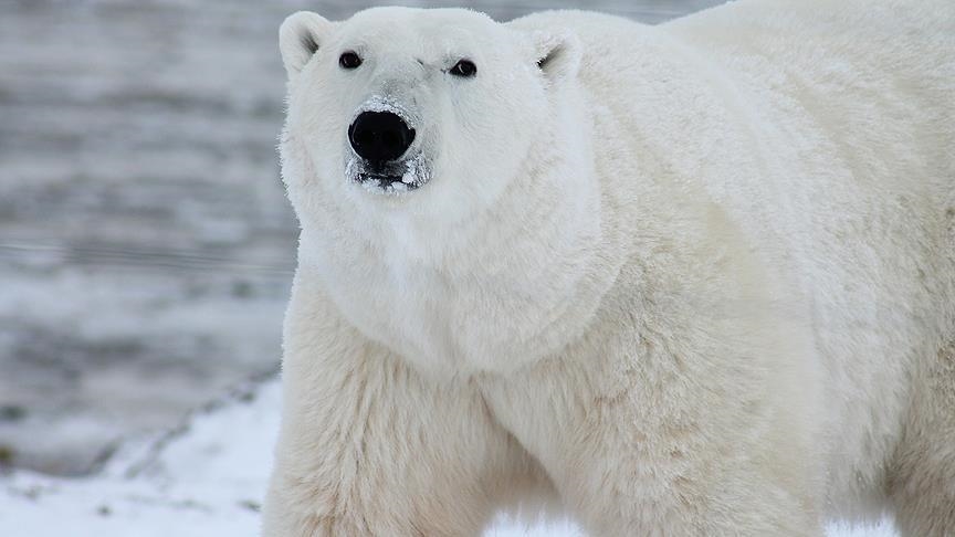 Polarni medvjed ušao u selo na Aljasci, ubio ženu i dječaka