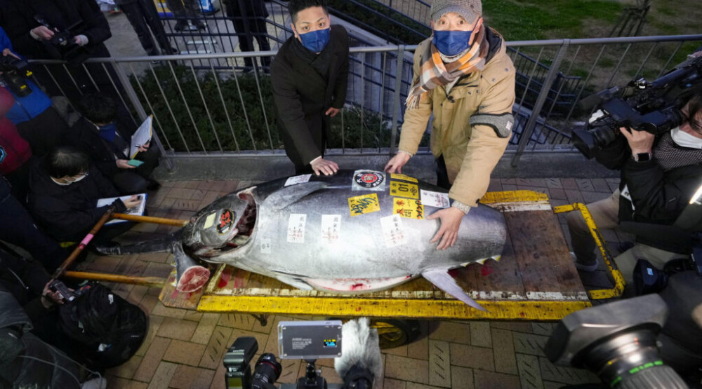 Tuna na pijaci u Japanu prodata za 257.000 eura