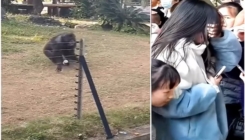 Isprovocirana čimpanza pogodila nedužnu djevojku flašom vode